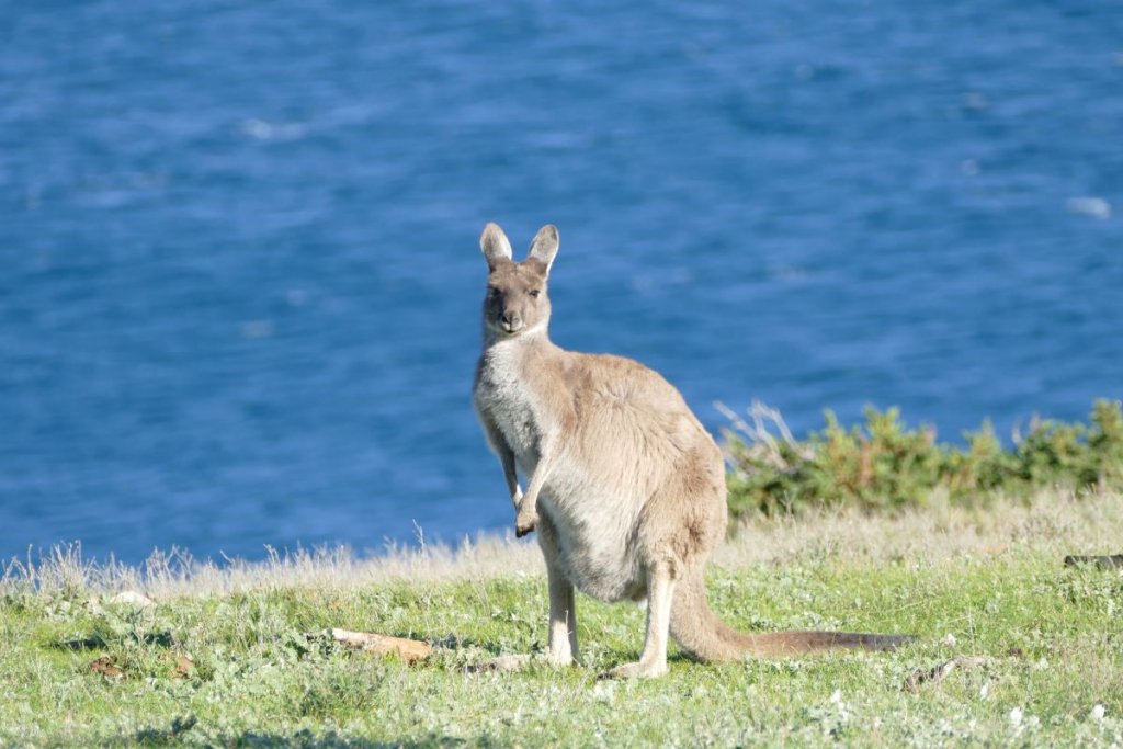 Blowhole beach kangaroo