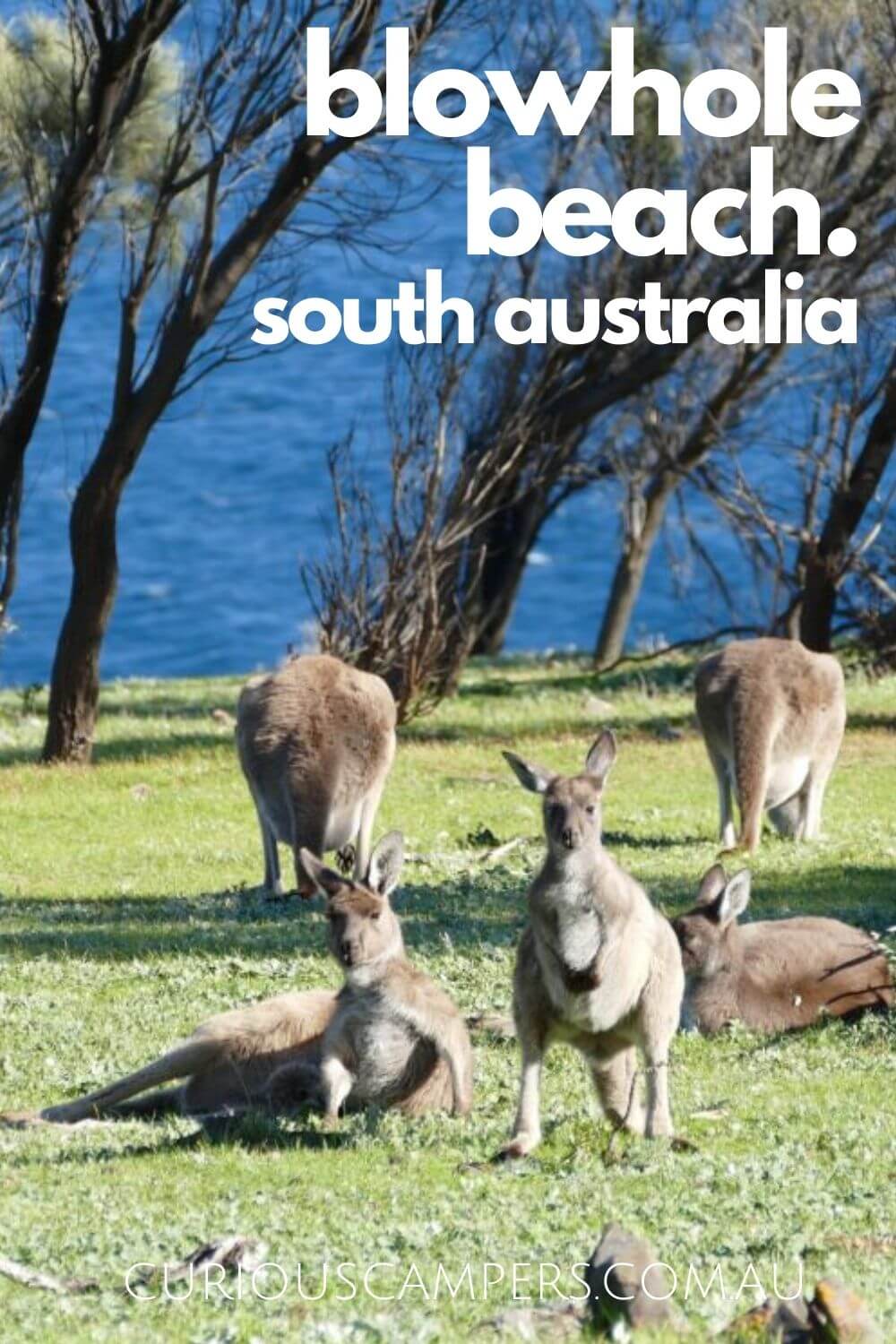 blowhole beach kangaroos
