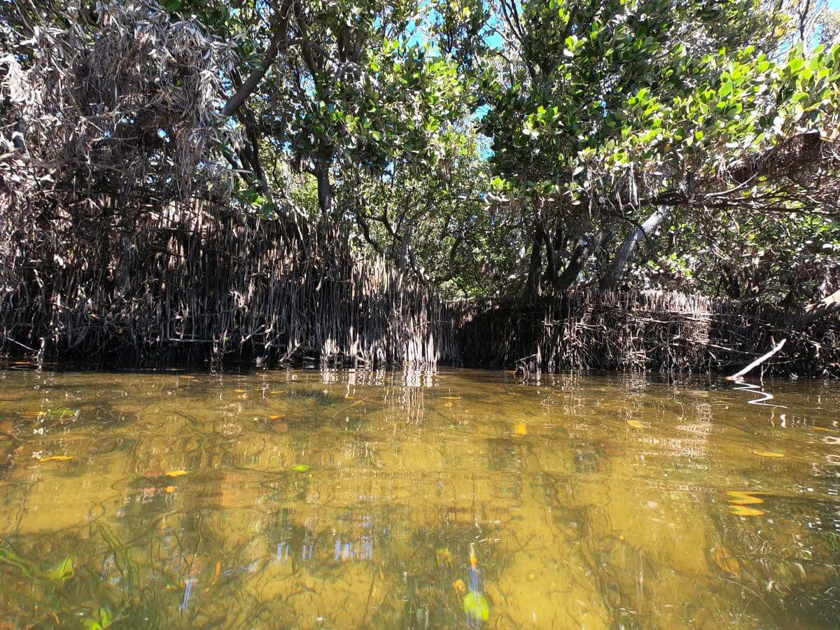 Port Gawler mangrove snorkel