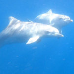 The Best Dolphin Cruises Adelaide & South Australia
