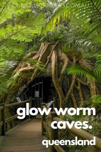 Glow worm caves