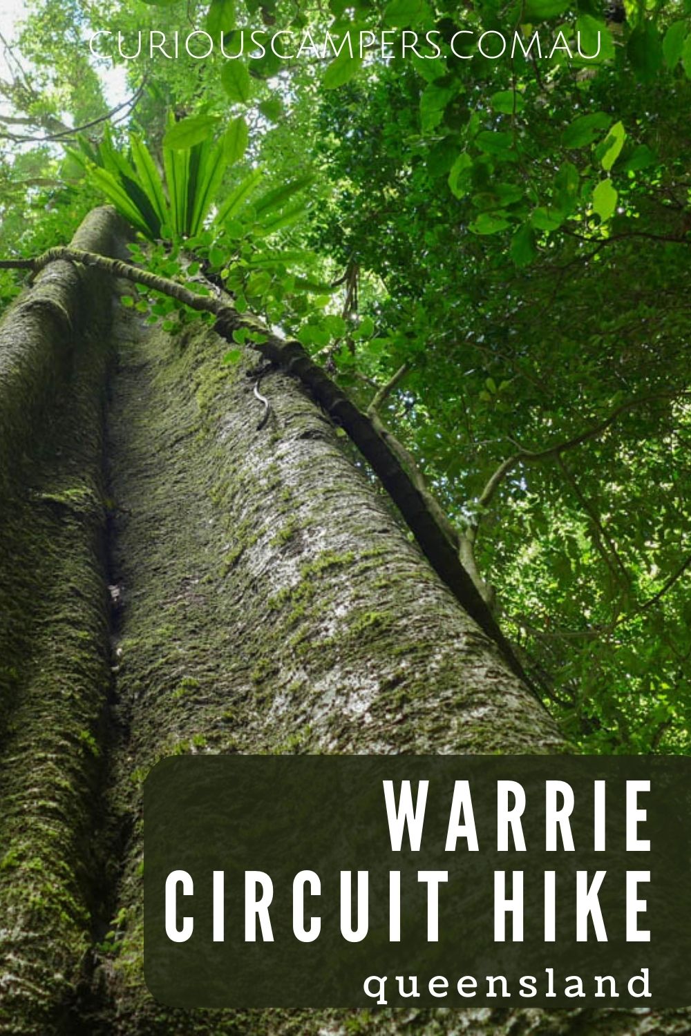 warrie circuit rainforest