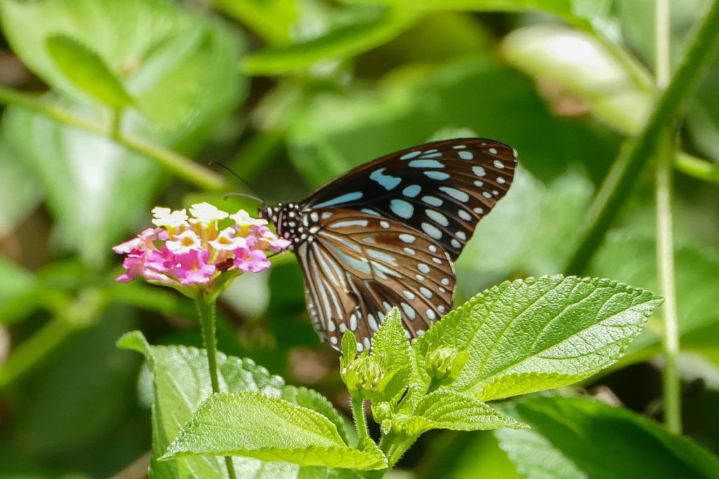 Tamborine Mountain Rainforest Skywalk Butterfly
