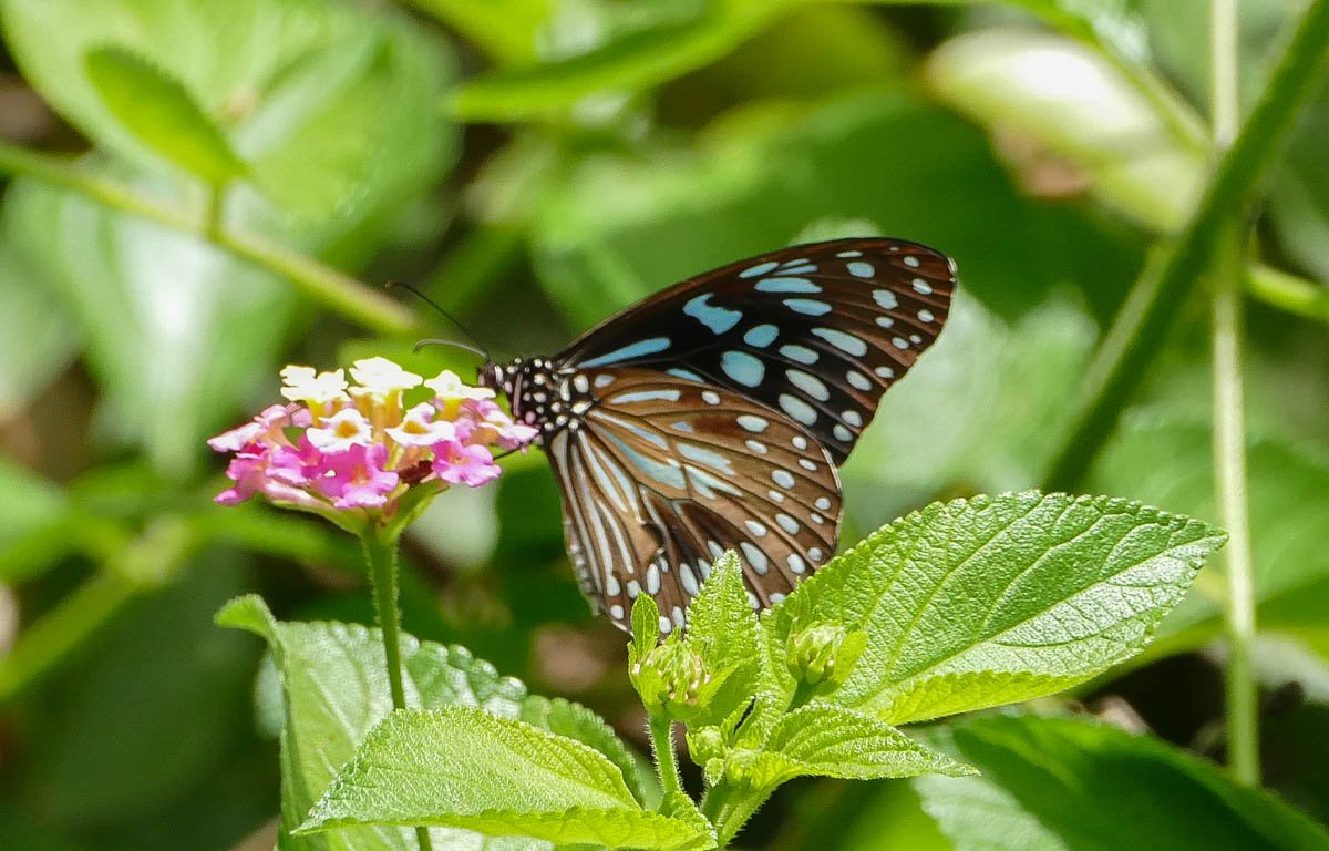 Tamborine Mountain Rainforest Skywalk Butterfly