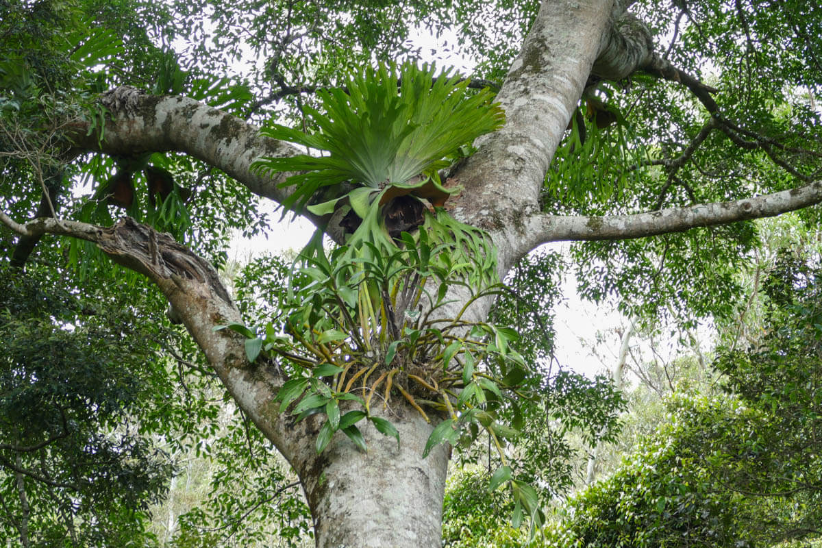 Tamborine Rainforest Staghorn