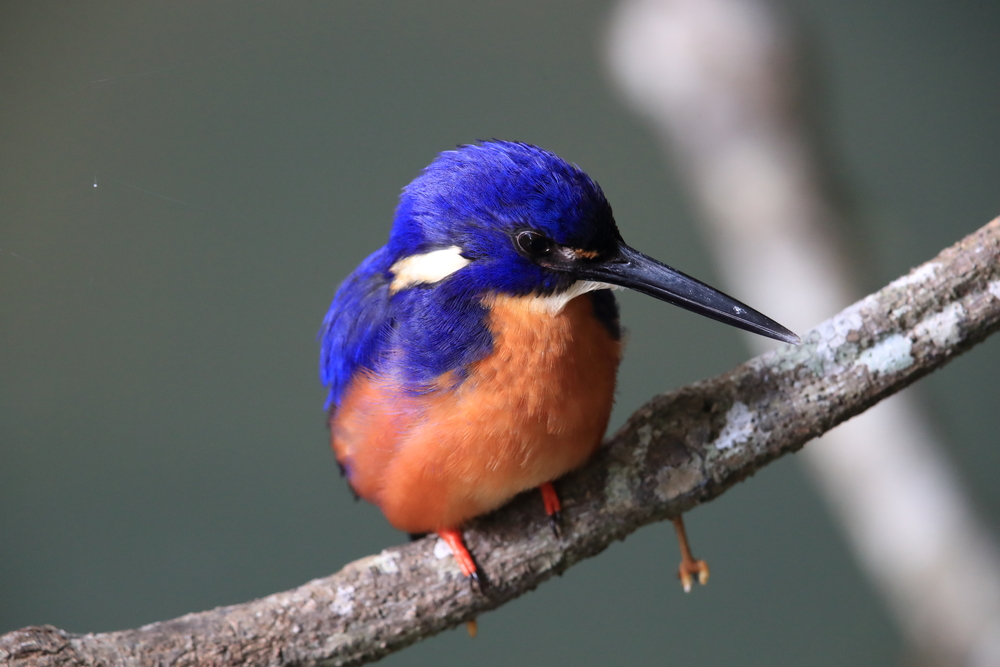 Azure Kingfisher