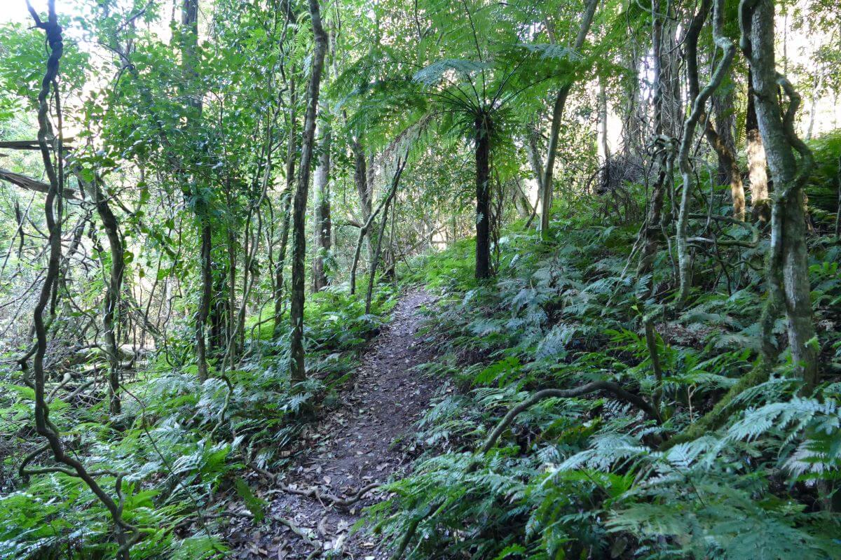 Narooma rainforest walk