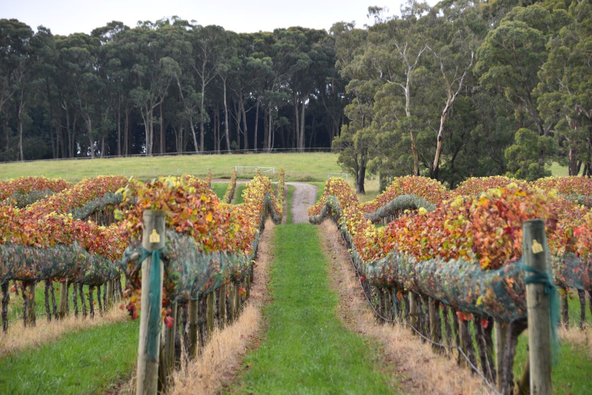 things to do in bowral - Wineries
