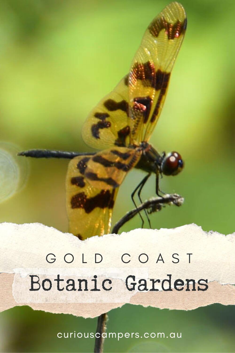 Gold Coast Botanic Gardens