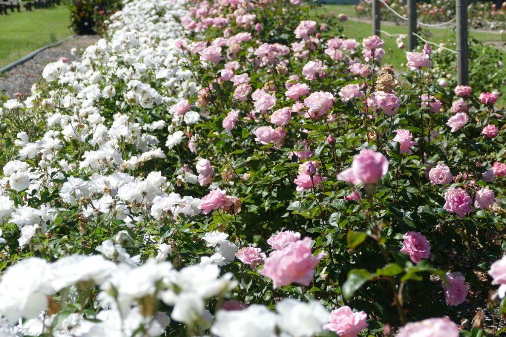 Goulburn City of Roses