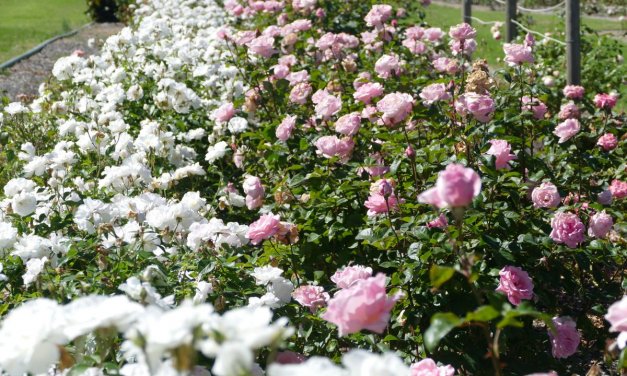 City of Roses – Guide to Things to do in Goulburn