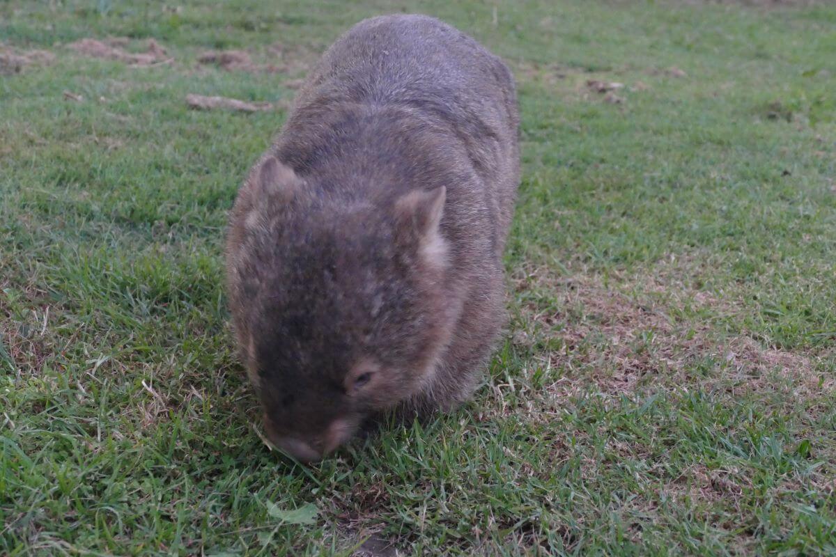 Bendeela Recreation Area Wombats