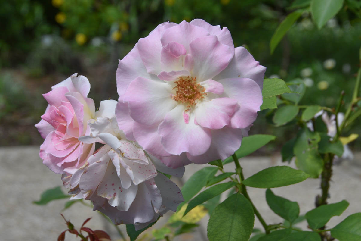 Gold Coast Botanic Gardens roses