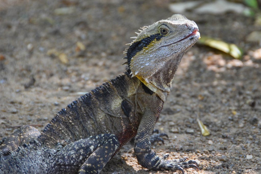 Gold Coast Botanic Garden Wildlife