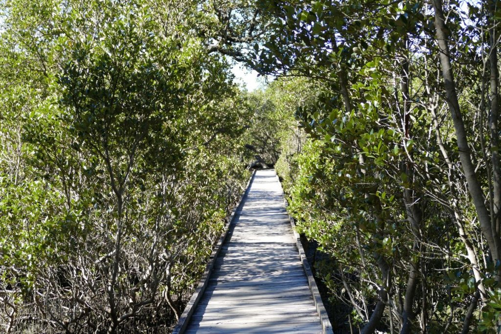 Jervis Bay Mangrove boardwalk