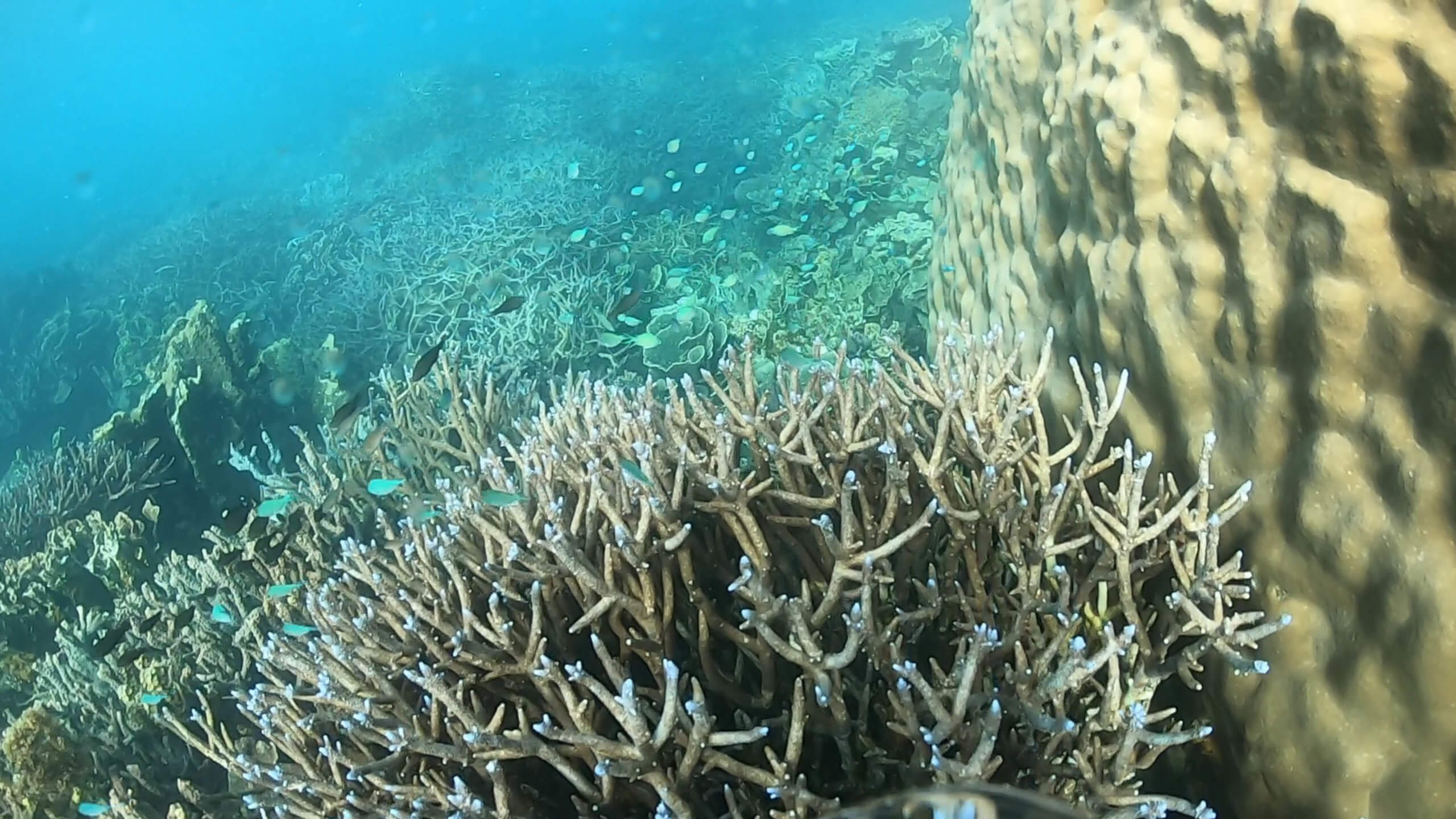 Coral Bay Snorkelling