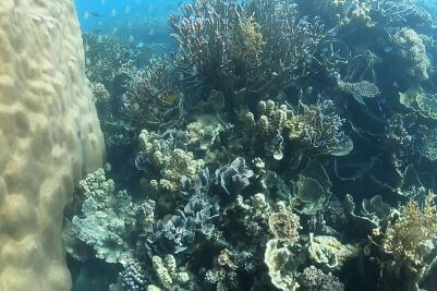 Coral Bay Snorkelling