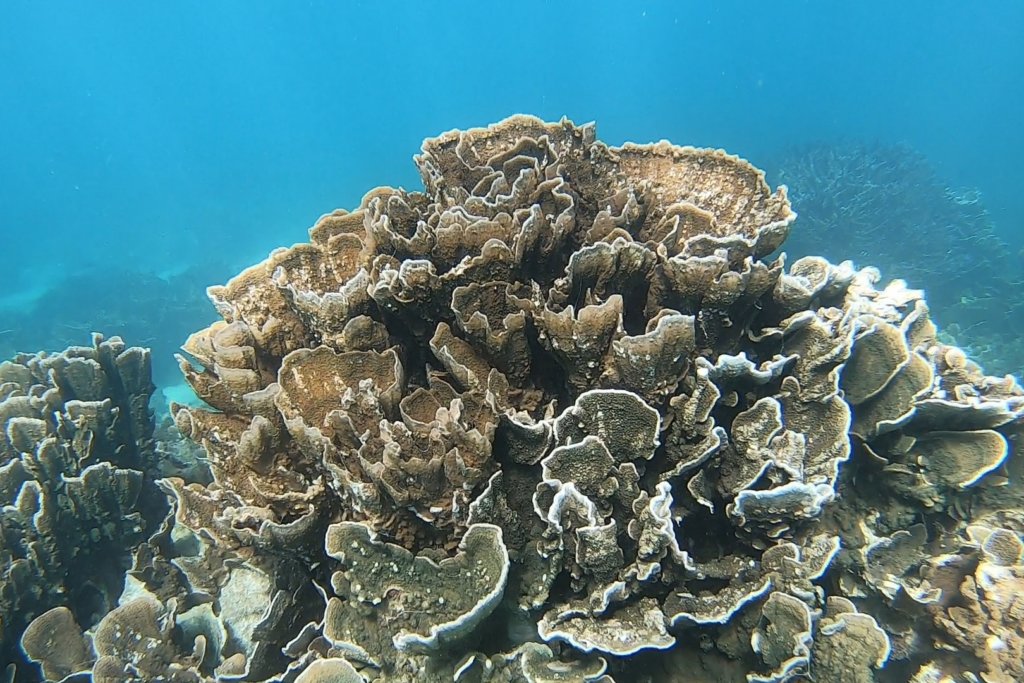 Coral Bay Drift Snorkel