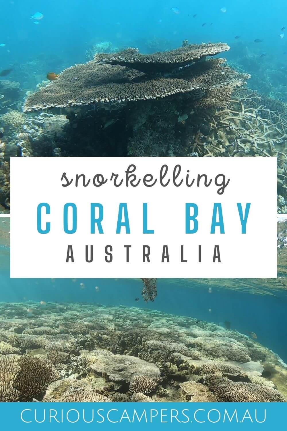 coral bay snorkelling