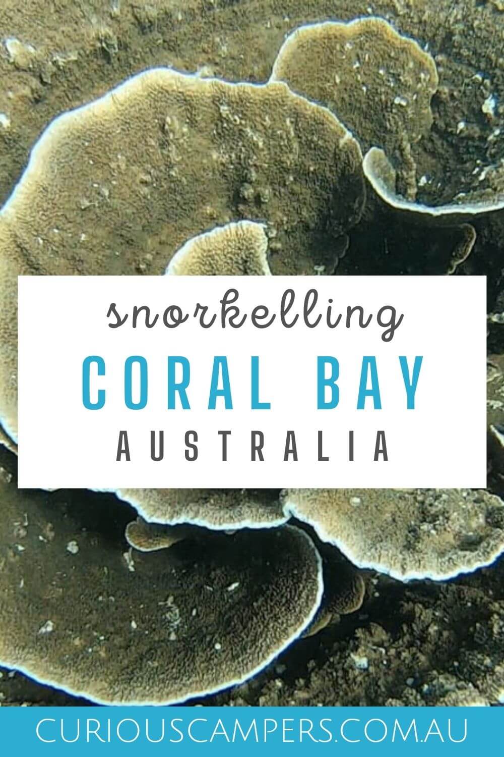 coral bay snorkelling