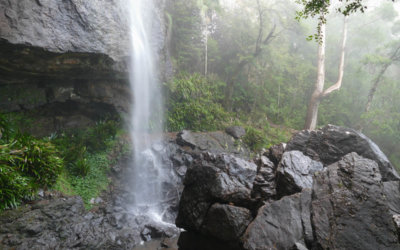 Springbrook Waterfalls & Walks | Full Guide