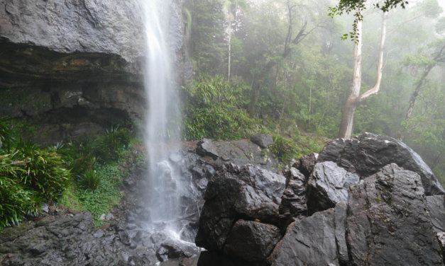 Springbrook Waterfalls & Walks | Full Guide