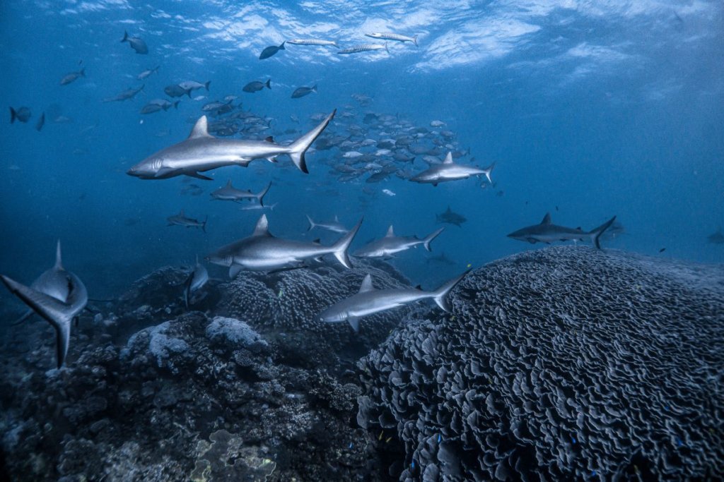 Shark Cleaning Station