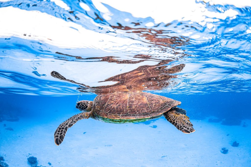Οικολογικές εκδρομές Turtle Coral Bay