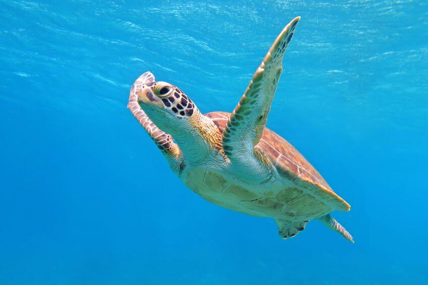 Swimming with Turtles