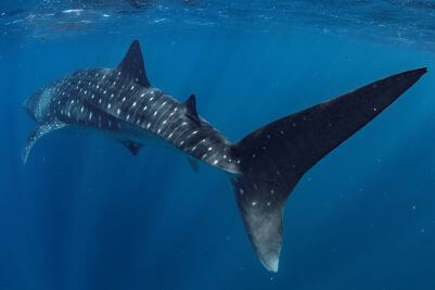 Whale Sharks