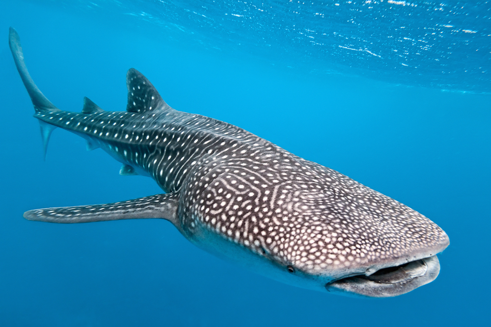 Whale Shark