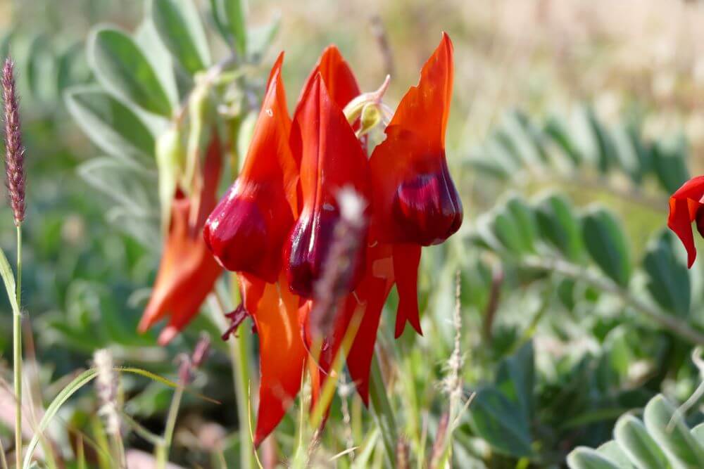 Sturt Desert Pea