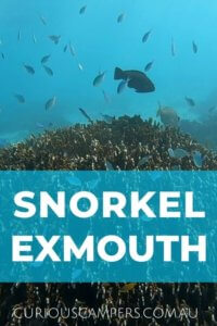 Exmouth Snorkelling