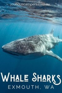 Whale Sharks Exmouth