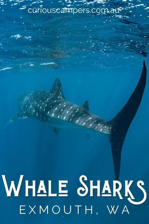 Swim with Whale Sharks in Exmouth