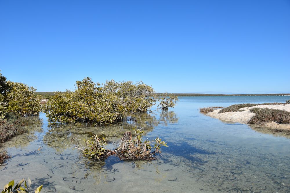 Francios Perin National Park Mangroves