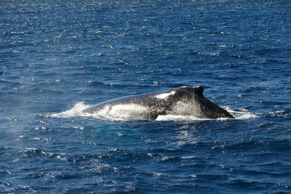 humpback whale cruise