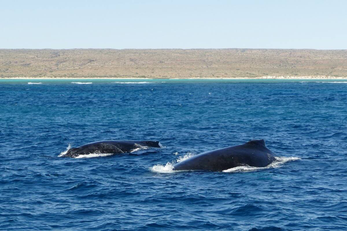 Exmouth Humpback Whales