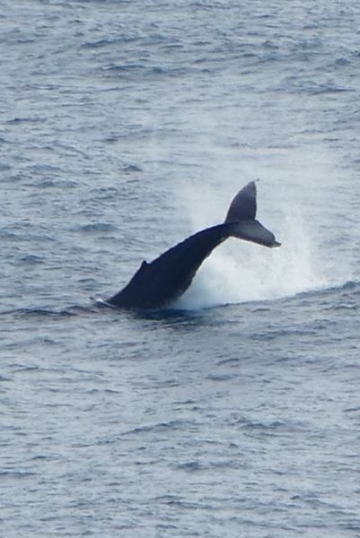 Kalbarri Coastal Cliffs Whale