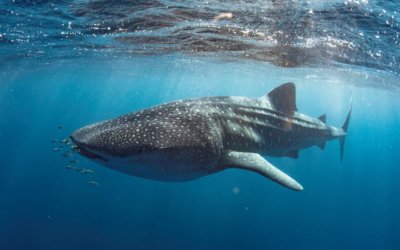 Swim with Whale Sharks in Exmouth – Review