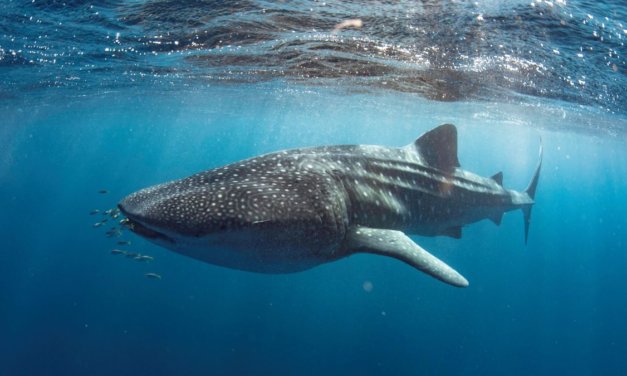 Swim with Whale Sharks in Exmouth – Review