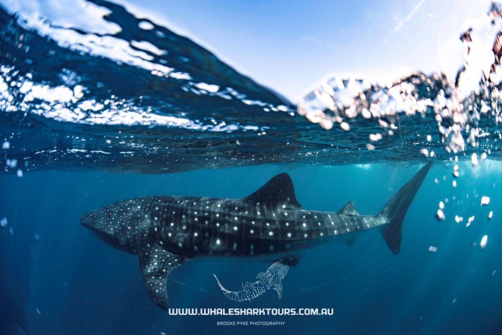 Whale Shark Cruise