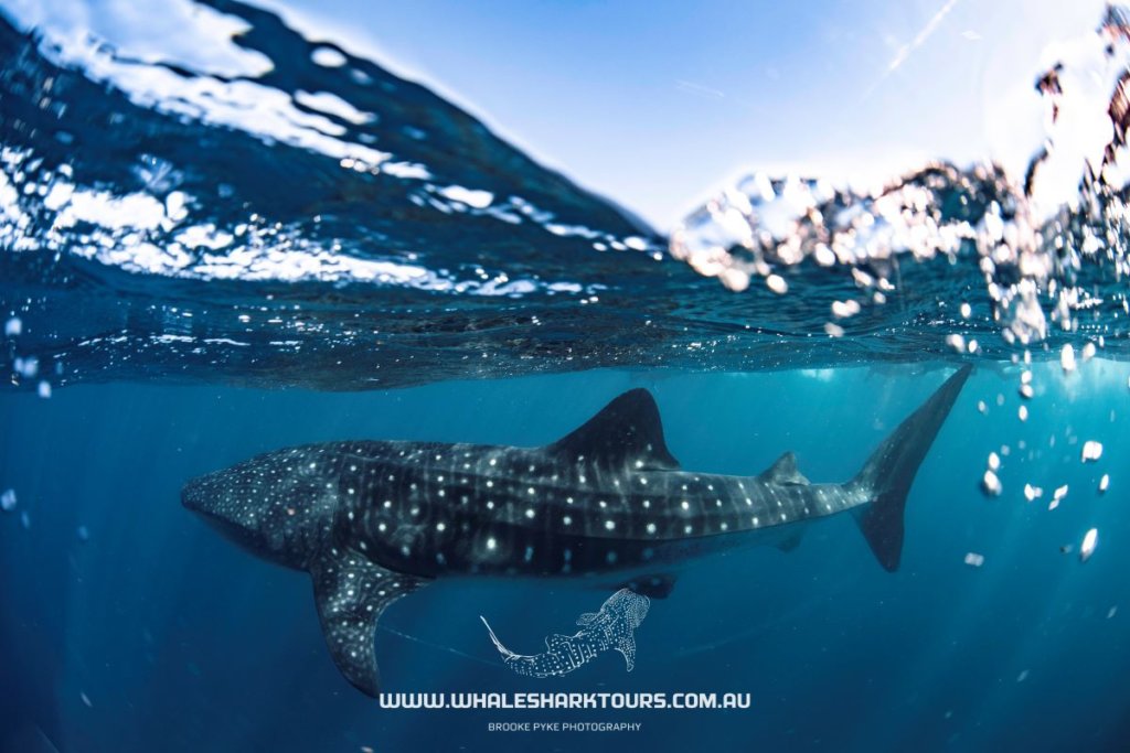 Whale Shark Snorkel