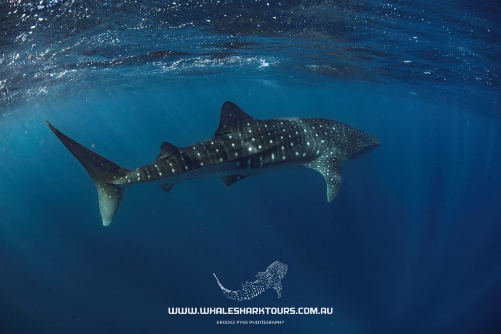 Whale SHarks Ningaloo