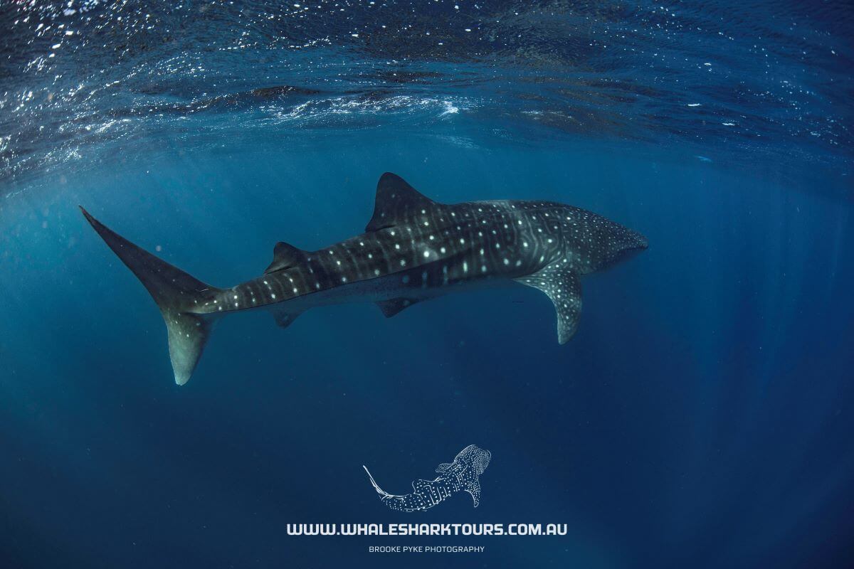 Swim with Whale sharks in exmouth