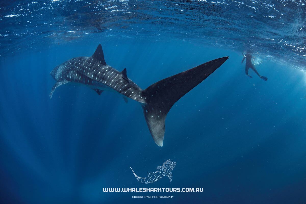 Size of Whale Sharks
