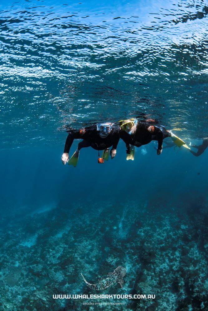 Reef Snorkel