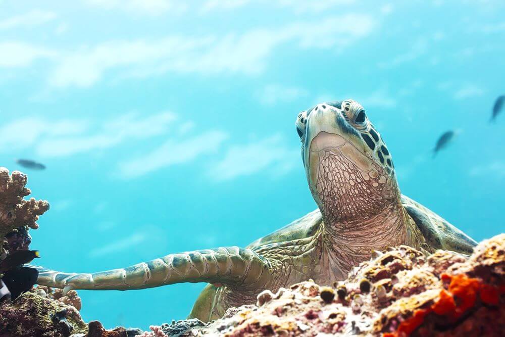 Turtle on Ningaloo Reef