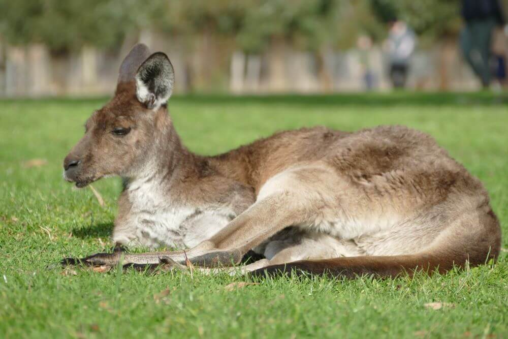 Geraldton Things to do - Kangaroo