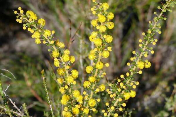 Geraldton Wildflowers